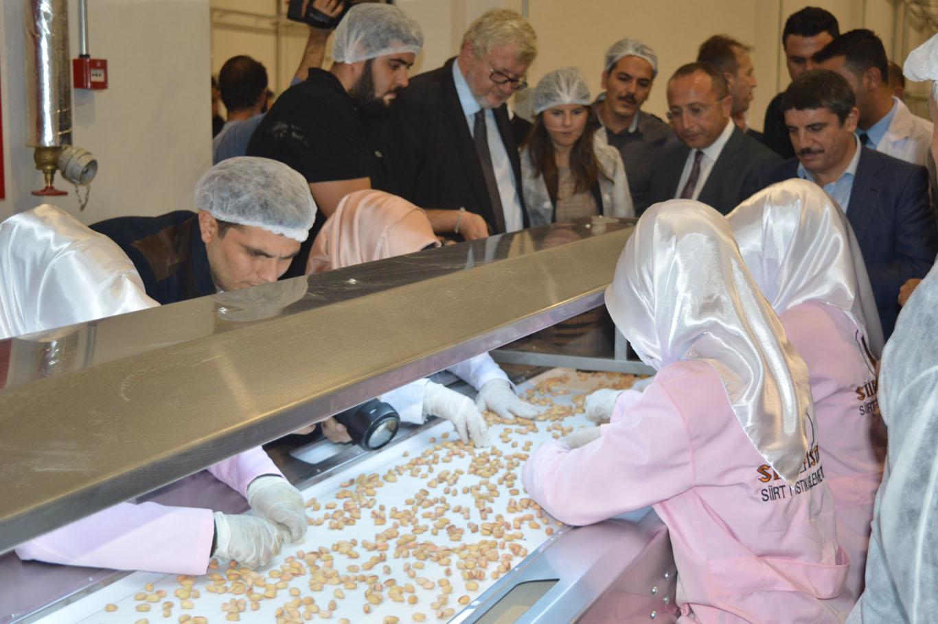 Dünyanın 3’üncü büyük fıstık fabrikası Siirt'te açıldı
